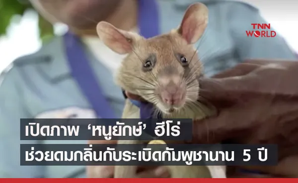 เปิดภาพน่ารัก ‘หนูยักษ์ฮีโร่’ ดมกลิ่นหากับระเบิดในกัมพูชา 