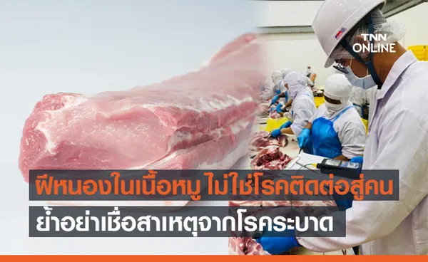 ปศุสัตว์ ชี้ ฝีหนองในเนื้อหมู เกิดจากการอักเสบ ไม่ใช่โรคติดต่อสู่คน!