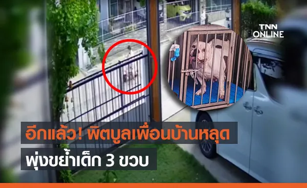 อุทาหรณ์! พิตบูล เพื่อนบ้านหลุด พุ่งขย้ำเด็ก 3 ขวบ เจ้าของพร้อมรับผิดชอบ