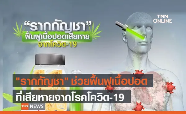 ผลวิจัยพบ รากกัญชา ช่วยฟื้นฟูเนื้อปอดที่เสียหายจากโรคโควิด-19