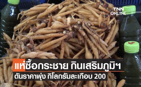 แห่ซื้อ กระชาย กินเสริมภูมิคุ้มกัน ดันราคาพุ่ง กิโลกรัมละเกือบ 200 บาท