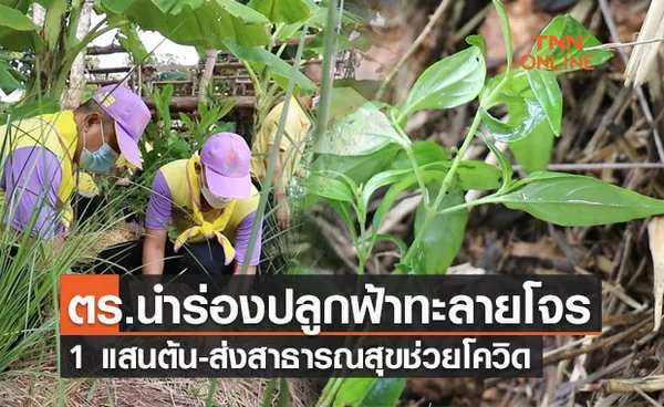 ตำรวจเลย นำร่องปลูกฟ้าทะลายโจร 1 แสนต้น-ส่งสาธารณสุขช่วยโควิด