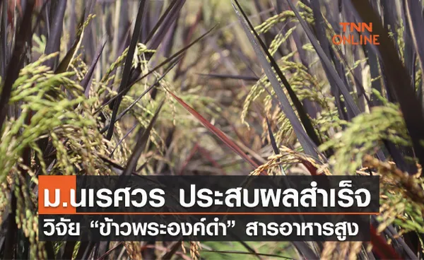 ม.นเรศวร ประสบผลสำเร็จวิจัย “ข้าวพระองค์ดำ” ปรับปรุงพันธุ์ข้าวให้มีโภชนเภสัชสารสูง