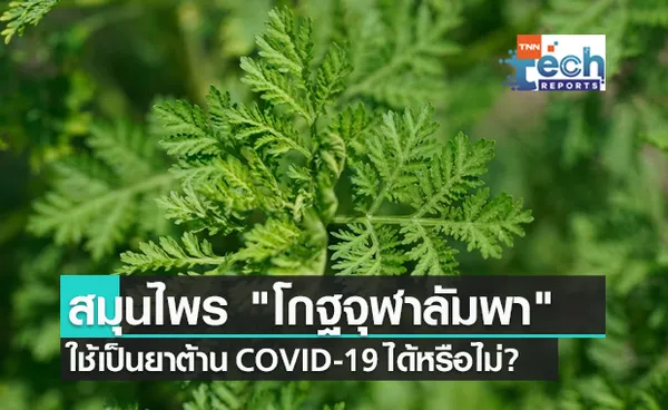 โกฐจุฬาลัมพา สามารถใช้เป็นยาต้าน COVID-19 ได้หรือไม่?