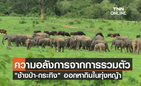 หาดูยาก! ช้างป่า-กระทิง รวมตัวออกหากินในทุ่งหญ้าเป็นจำนวนมาก