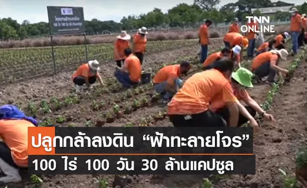 (คลิป) ปลูกกล้าลงดิน “ฟ้าทะลายโจร” 100 ไร่ 100 วัน 30 ล้านแคปซูล