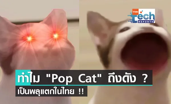 ทำไม Pop Cat ถึงดังเป็นพลุแตกในไทย !!