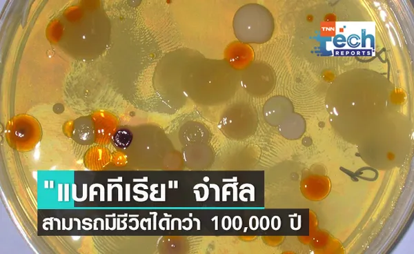 แบคทีเรีย สามารถมีชีวิตได้กว่า 100,000 ปี แม้ไม่ได้รับสารอาหารเลย