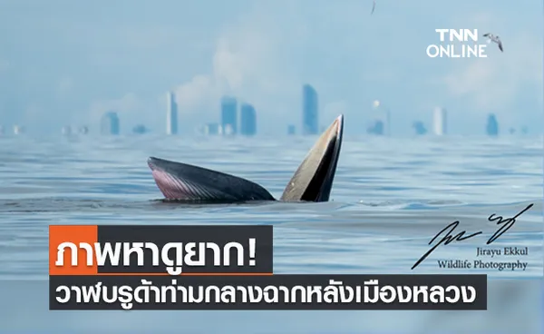 ภาพหาดูยาก! วาฬบรูด้า โผล่อ้าปาก ชายฝั่งทะเลบางขุนเทียน