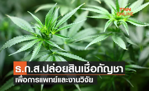 ข่าวดี! ธ.ก.ส.ปล่อยสินเชื่อปลูกกัญชาดอกเบี้ยถูก 0.01%ต่อปี