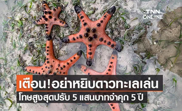 เตือนคนมือบอน! เที่ยวทะเลจับ “ดาวทะเล” มาเล่น มีโทษปรับ 5 แสนคุก 5 ปี 