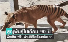 90 ปีผ่านไป! ในที่สุดก็ได้มีวิดีโอที่เห็นสีของ “เสือทัสมาเนีย” ชัด ๆ เป็นครั้งแรก!