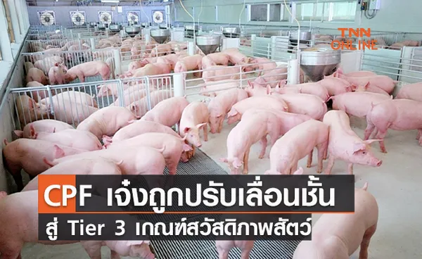 CPF เจ๋งถูกปรับเลื่อนชั้นสู่ Tier 3 เกณฑ์สวัสดิภาพสัตว์