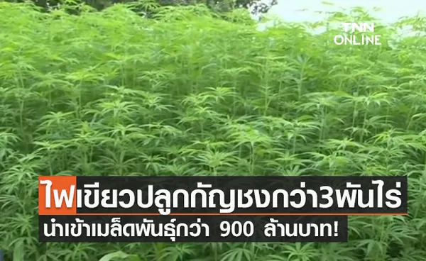 กระแสตอบรับดี! อย.ไฟเขียวปลูก กัญชง แล้วกว่า 3,000 ไร่