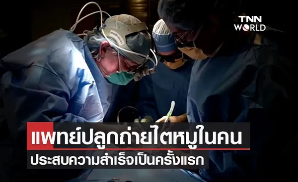 แพทย์สหรัฐฯปลูกถ่ายไตของหมูในมนุษย์สำเร็จเป็นครั้งแรก 