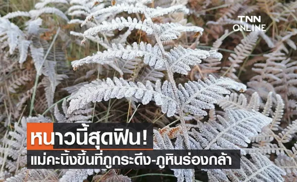 สุดฟิน! ภูกระดึง-ภูหินร่องกล้า หนาวจัด แม่คะนิ้งโผล่อวดความงดงาม