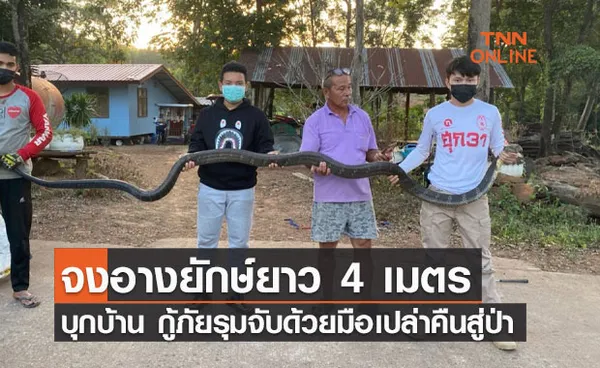 จงอางยักษ์ ยาว 4 เมตร บุกบ้าน โร่แจ้ง กู้ภัย จับด้วยมือเปล่า