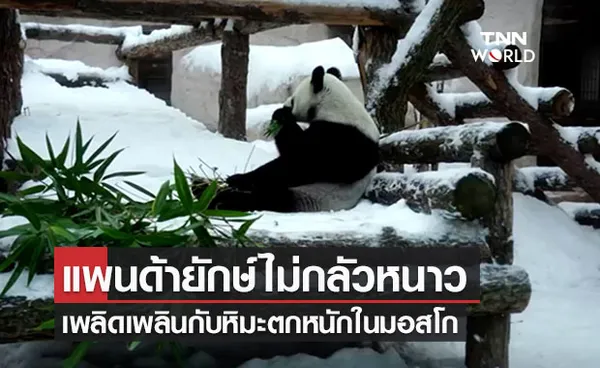 ไม่กลัวหนาว! แพนด้ายักษ์เพลิดเพลินกับหิมะตกหนักที่สุดในกรุงมอสโกรอบ 28 ปี 