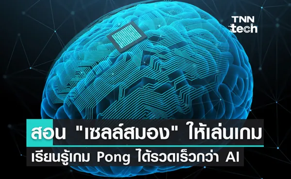 นักวิจัยสอน เซลล์สมอง เล่นเกม Pong - พบว่าเรียนรู้ได้รวดเร็วกว่า AI